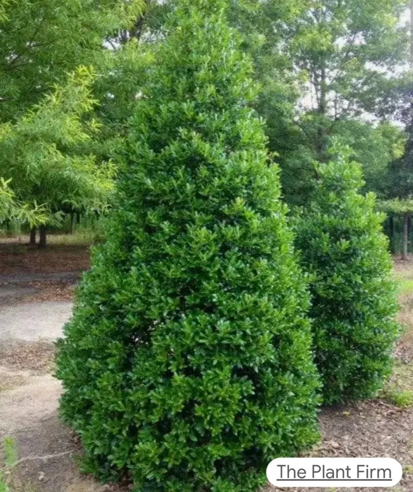 Reliable outdoor landscaping with custom design across Terrell, TX - Kevin's Tree Service Plus