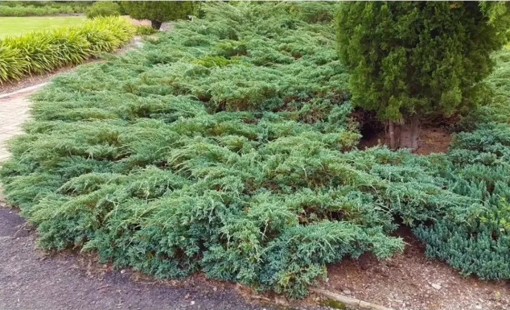 Top-rated yard cleanup service in Terrell, TX - Kevin's Tree Service Plus