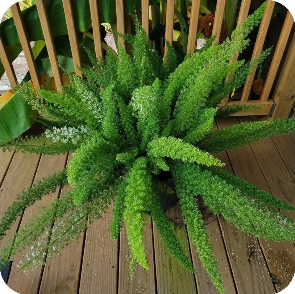 Custom landscape design in Terrell, TX by Kevin's Tree Service Plus