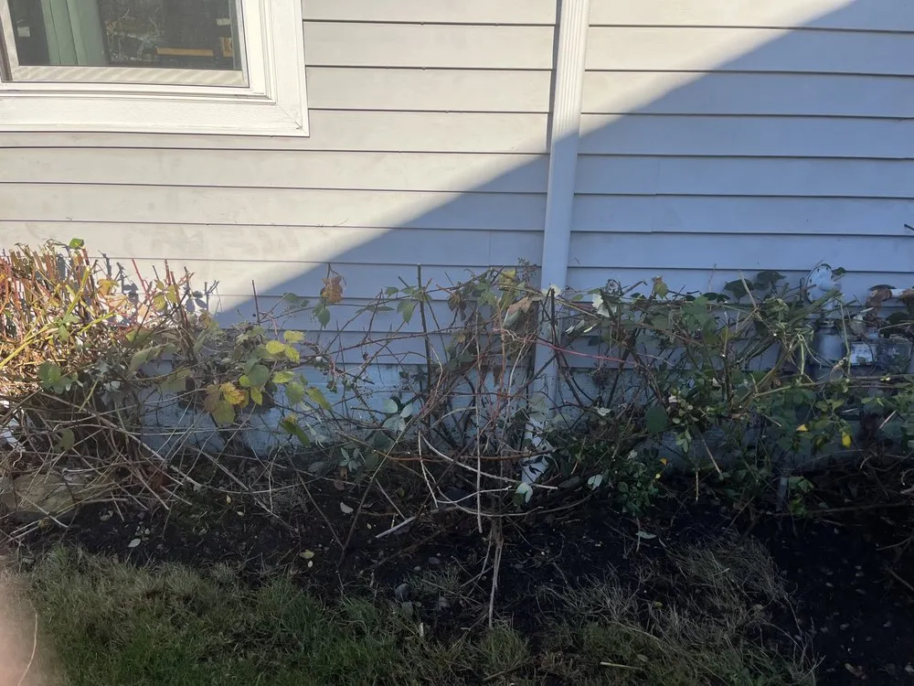 Top-rated lawn care service in Seattle, WA by Kevin's Yard Work