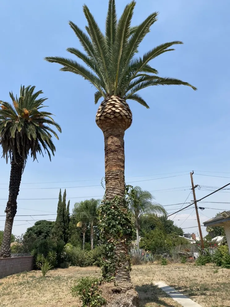 Trusted yard cleanup service in Beaumont, CA - Key Landscape