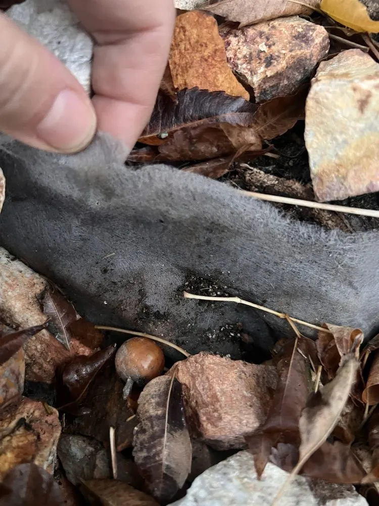 Expert yard cleanup service in Beaumont, CA by Key Landscape