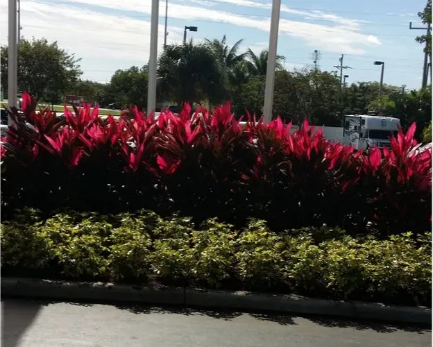 Trusted yard cleanup service in Englewood, FL by Keys Landscape Services