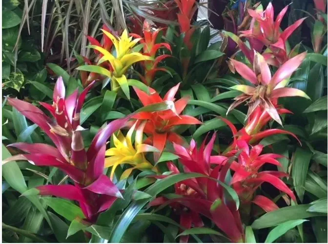 Professional outdoor landscaping experts serving Englewood, FL - Keys Landscape Services