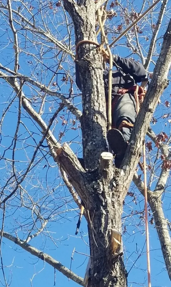 Top-rated residential landscaping experts serving Boston, VA - Keys Tree & Landscaping