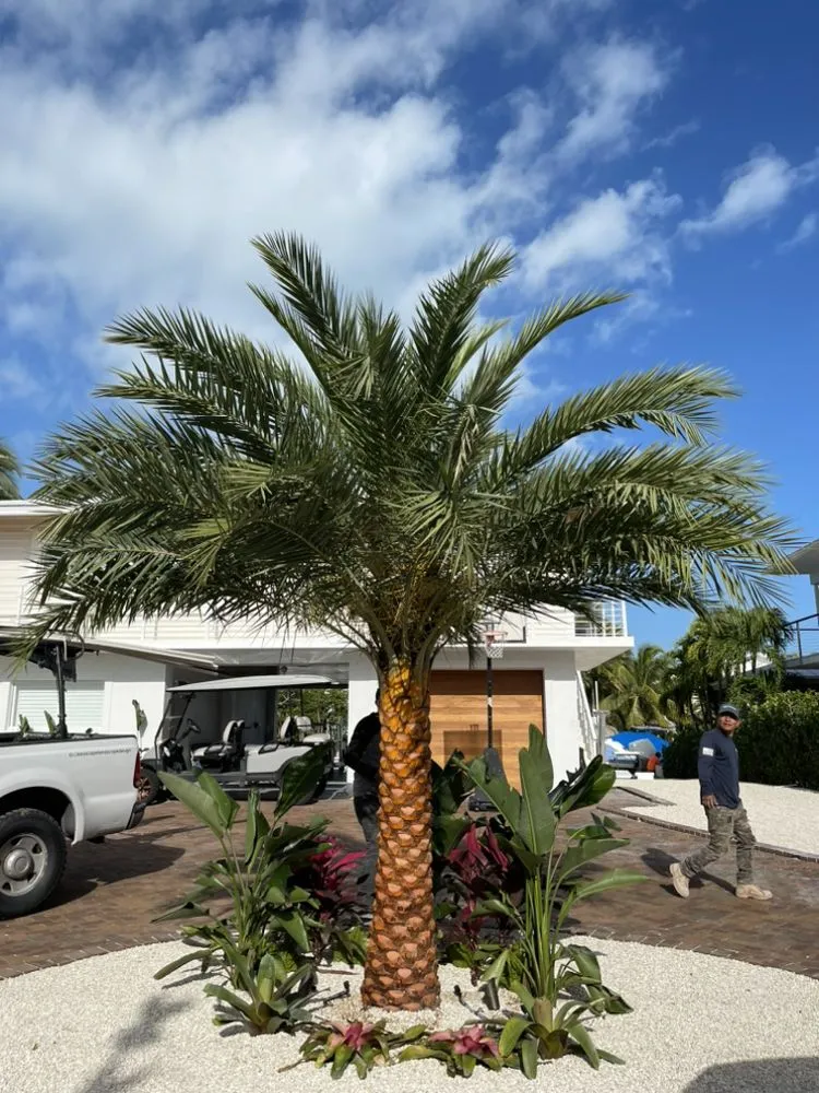 Professional yard cleanup service experts serving Islamorada, FL - Keyscape Landscape Design