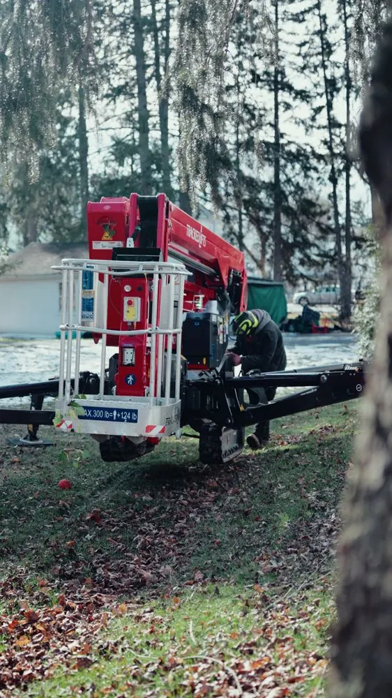 Professional yard cleanup service experts serving Camp Hill, PA - Keystone Arborist