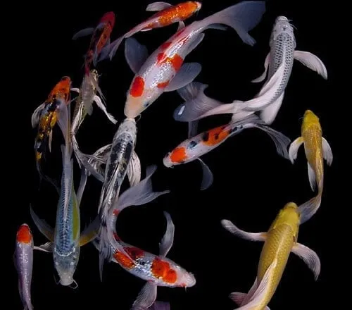 Trusted yard maintenance for homes in Richmond, IL by Keystone Hatcheries