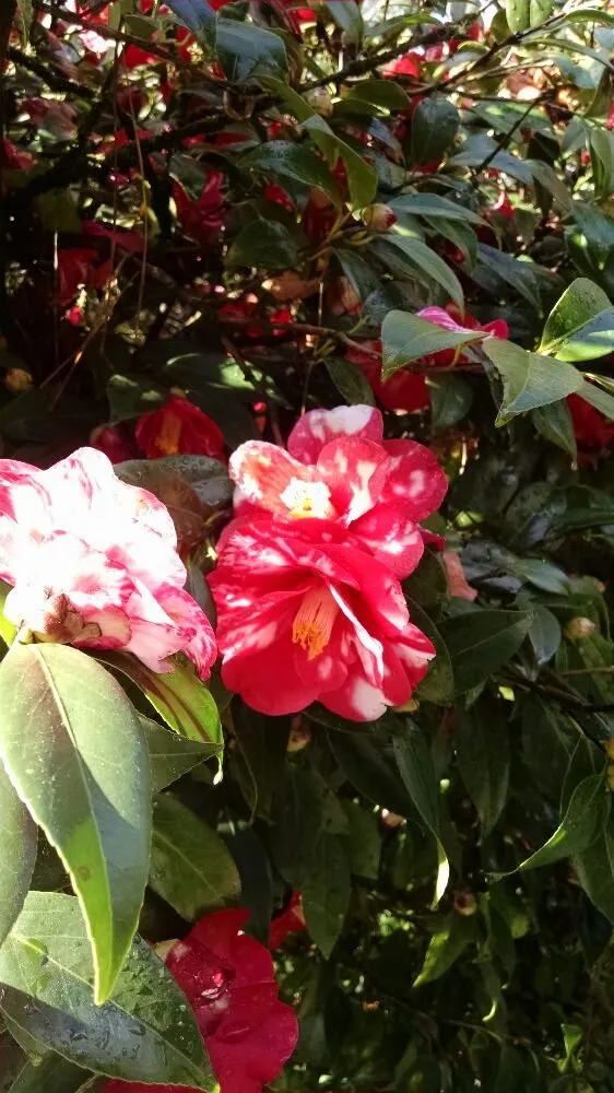 Reliable landscaping services in Summerville, SC by Keystone Landscaping & Design