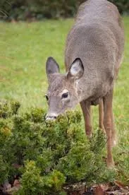Professional yard maintenance experts serving Upper Black Eddy, PA - Keystone Lawn & Landscape