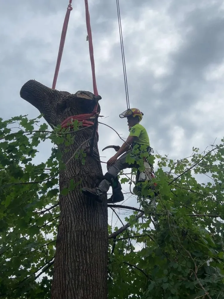 Trusted yard maintenance in Rochester, PA - Keystone Tree Techs