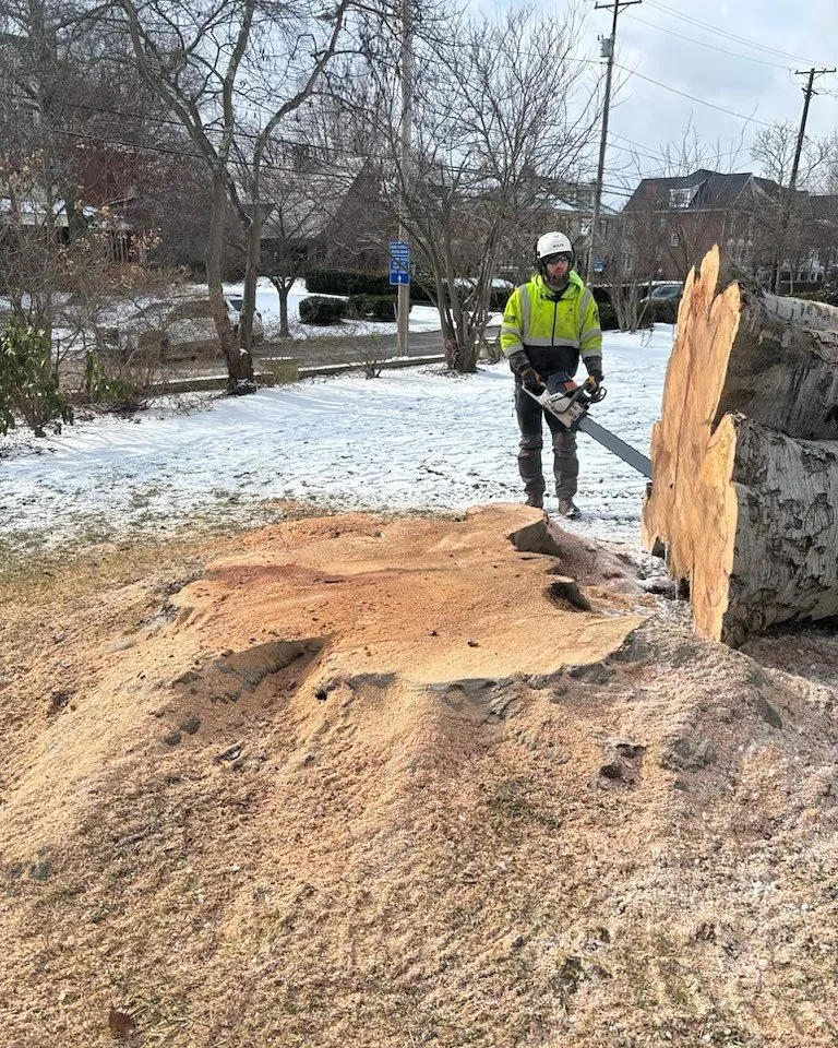 Professional yard maintenance experts serving Rochester, PA - Keystone Tree Techs