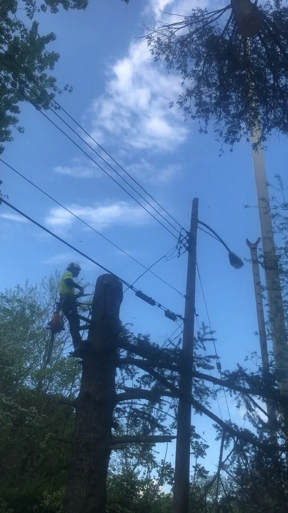 Expert yard cleanup service in Rochester, PA - Keystone Tree Techs