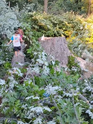 K&F Tree Service & Land Scaping