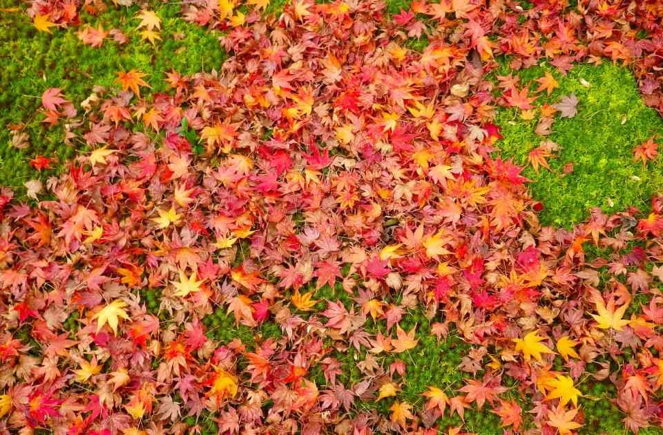 Local lawn care service in Graniteville, SC by KG'S Landscape