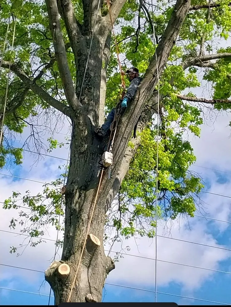 Custom landscape installation experts serving Cincinnati, OH - K&h Tree & Landscaping