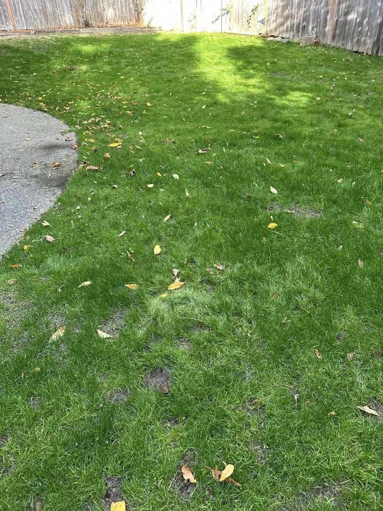 Affordable landscape installation in Burien, WA by Khan Landscaping & Yardwork