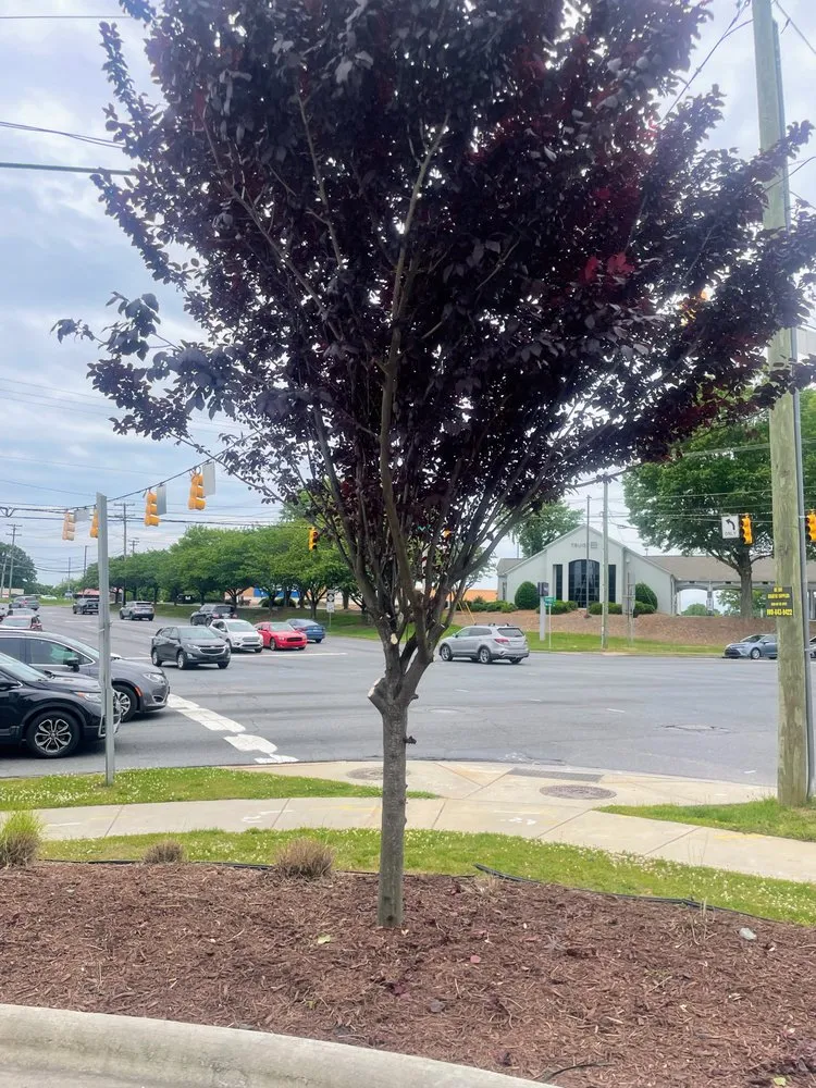 Affordable yard cleanup service in Gastonia, NC by Khayri’z Home Cleaning & Landscaping