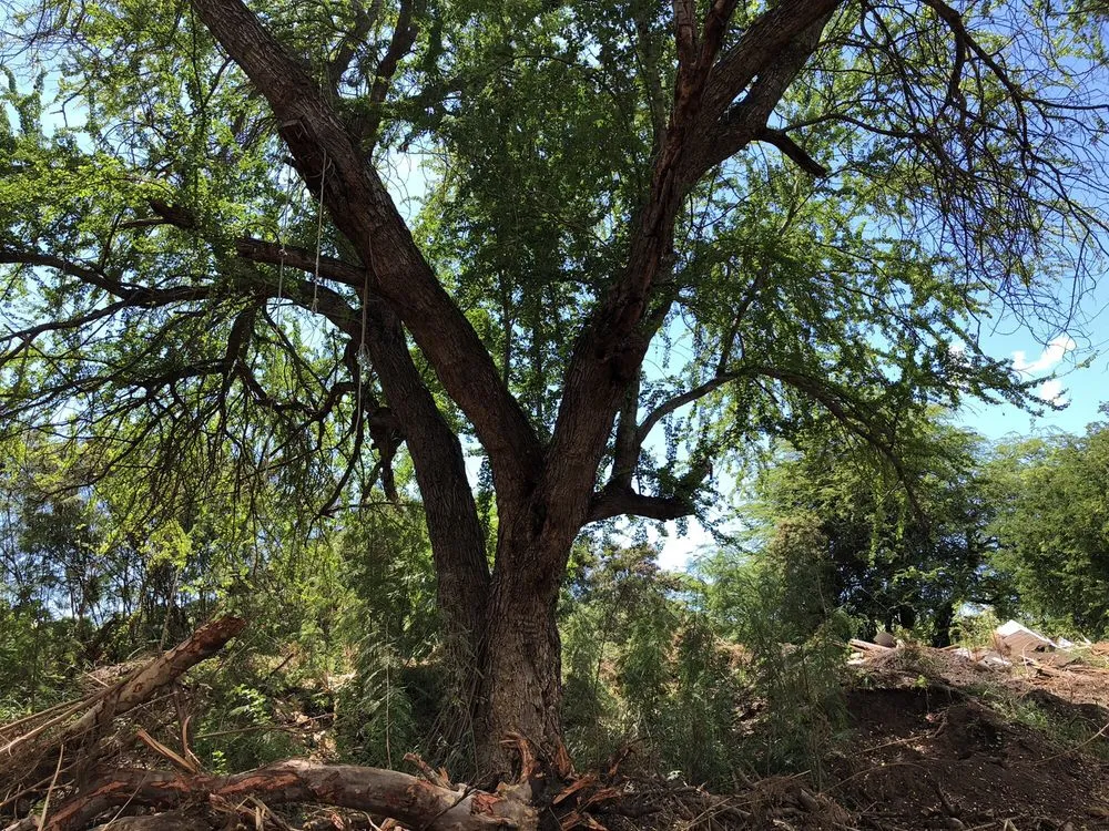 Professional garden landscaping in Kapolei, HI - Kiai Yard Service & Hauling