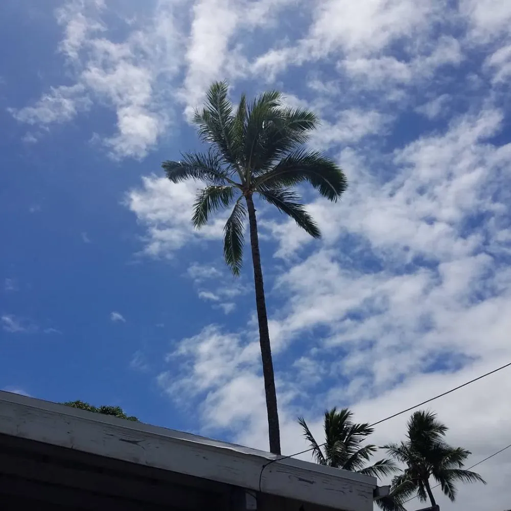 Professional landscape installation for beautiful yards in Kapolei, HI by Kiai Yard Service & Hauling