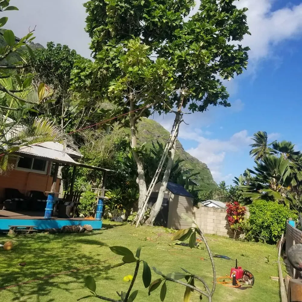 Professional yard maintenance in Kapolei, HI - Kiai Yard Service & Hauling