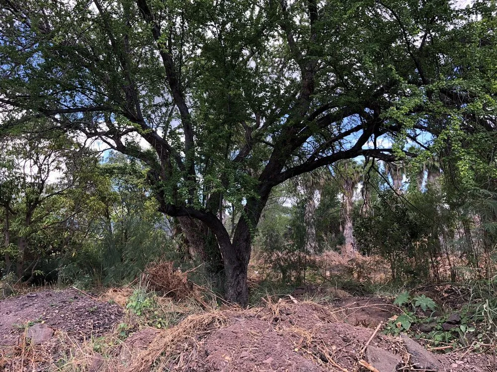 Professional yard cleanup service for homes in Kapolei, HI by Kiai Yard Service & Hauling