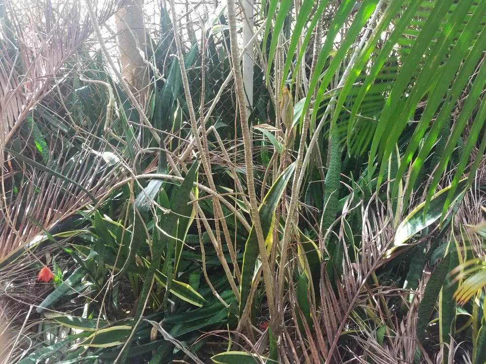 Trusted outdoor landscaping in Kapolei, HI by Kiai Yard Service & Hauling