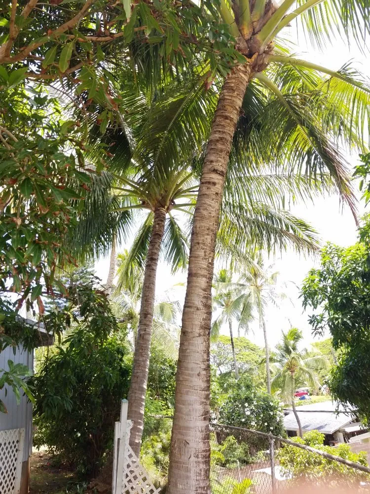 Expert yard cleanup service near you in Kapolei, HI by Kiai Yard Service & Hauling