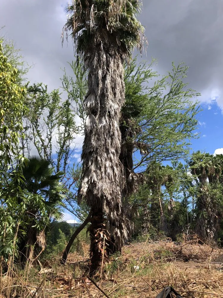 Local garden landscaping experts serving Kapolei, HI - Kiai Yard Service & Hauling