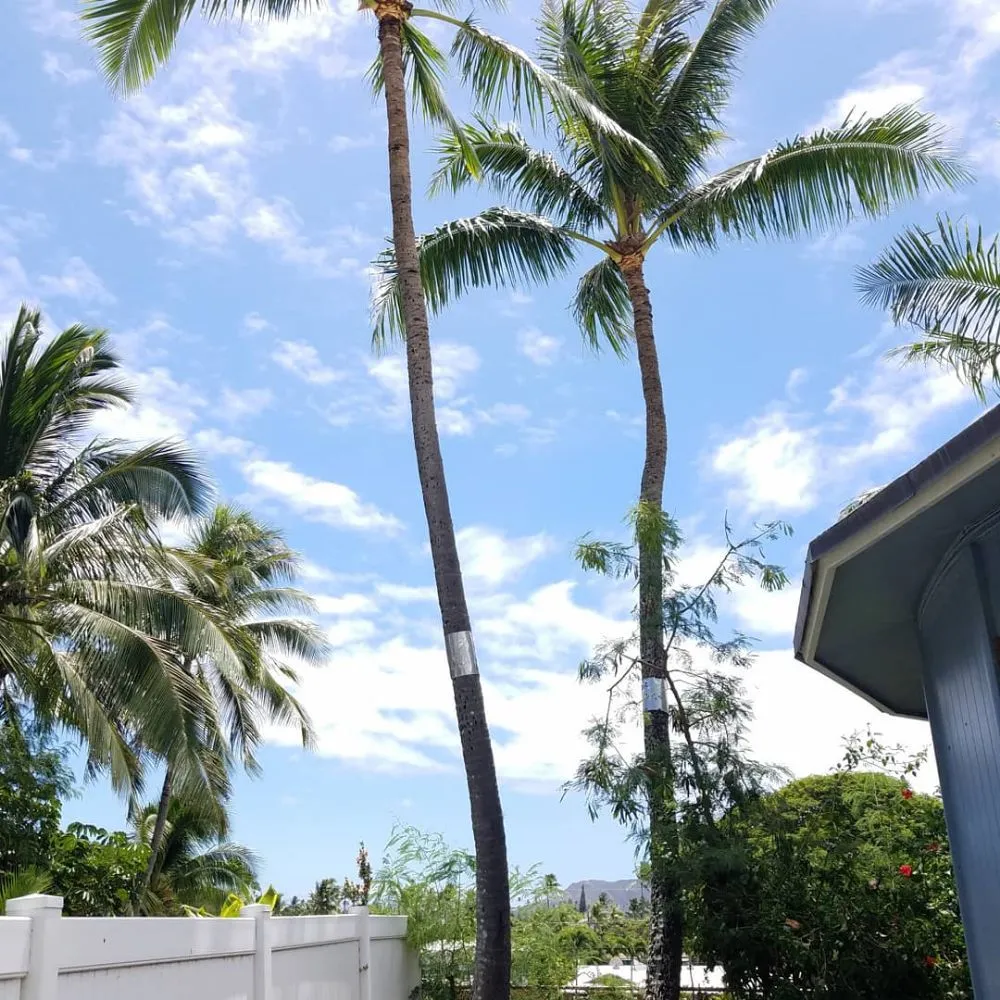 Affordable landscaping services in Kapolei, HI by Kiai Yard Service & Hauling