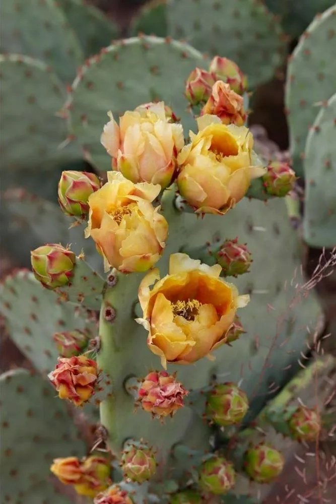 Professional landscape design experts serving LOS RNCHS ABQ, NM - Kickin Up Dust Landscape