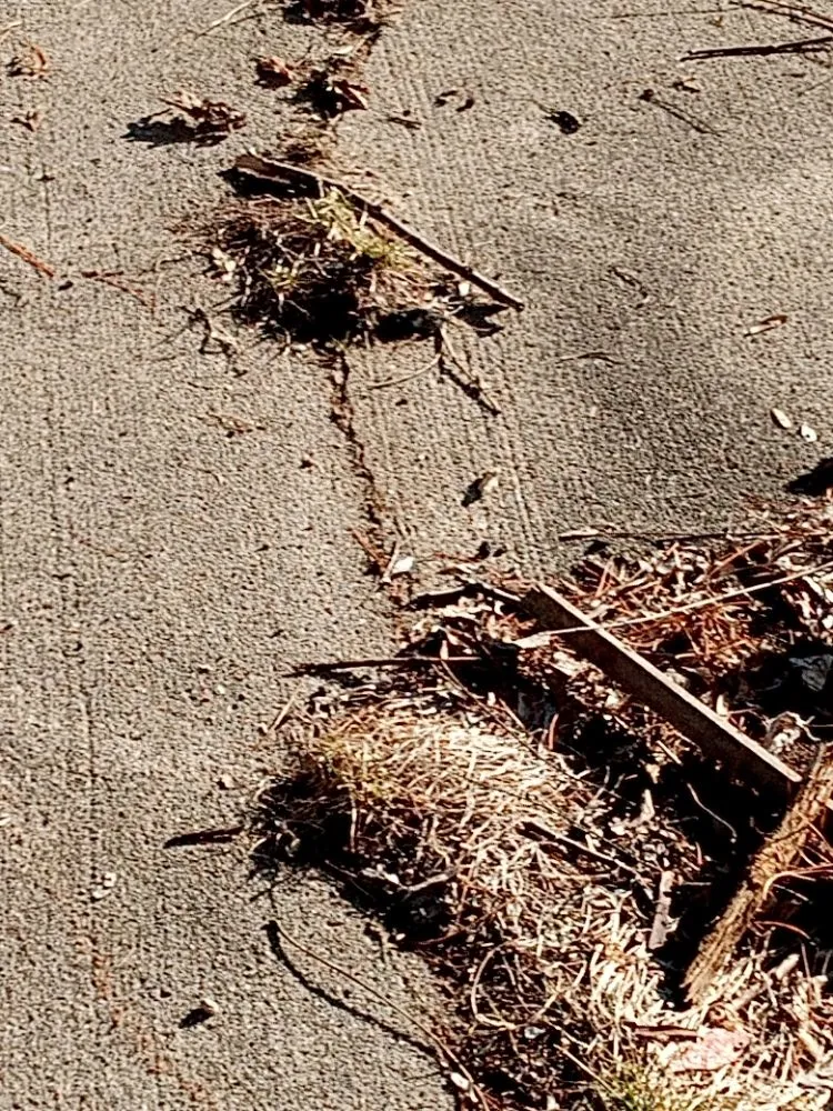 Reliable yard cleanup service experts serving Des Moines, IA - Kids and Me