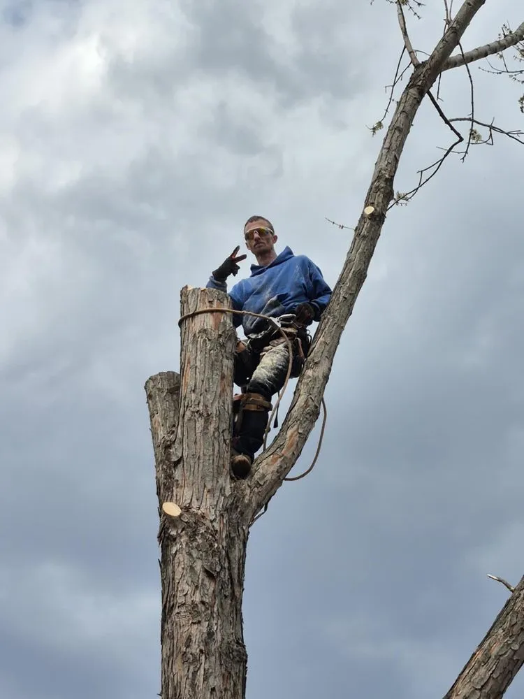 Trusted landscape design in Harrison, OH by Kidwell & Son's Tree Service