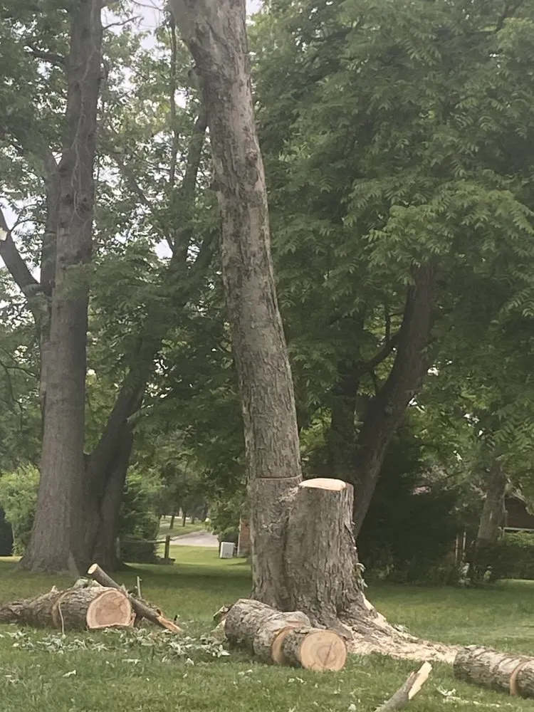 Top-rated yard maintenance in Harrison, OH - Kidwell & Son's Tree Service