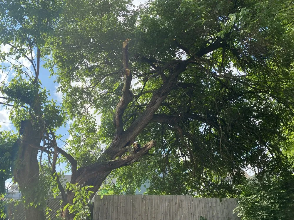 Custom landscaping services in Harrison, OH - Kidwell & Son's Tree Service