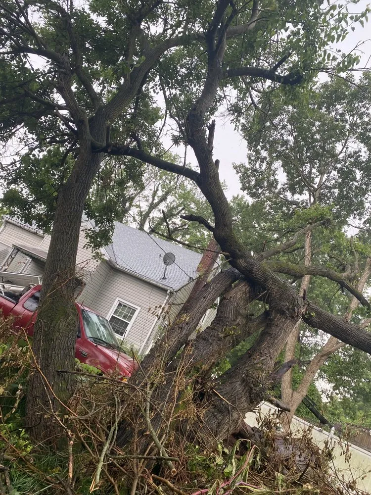 Local yard cleanup service in Harrison, OH - Kidwell & Son's Tree Service