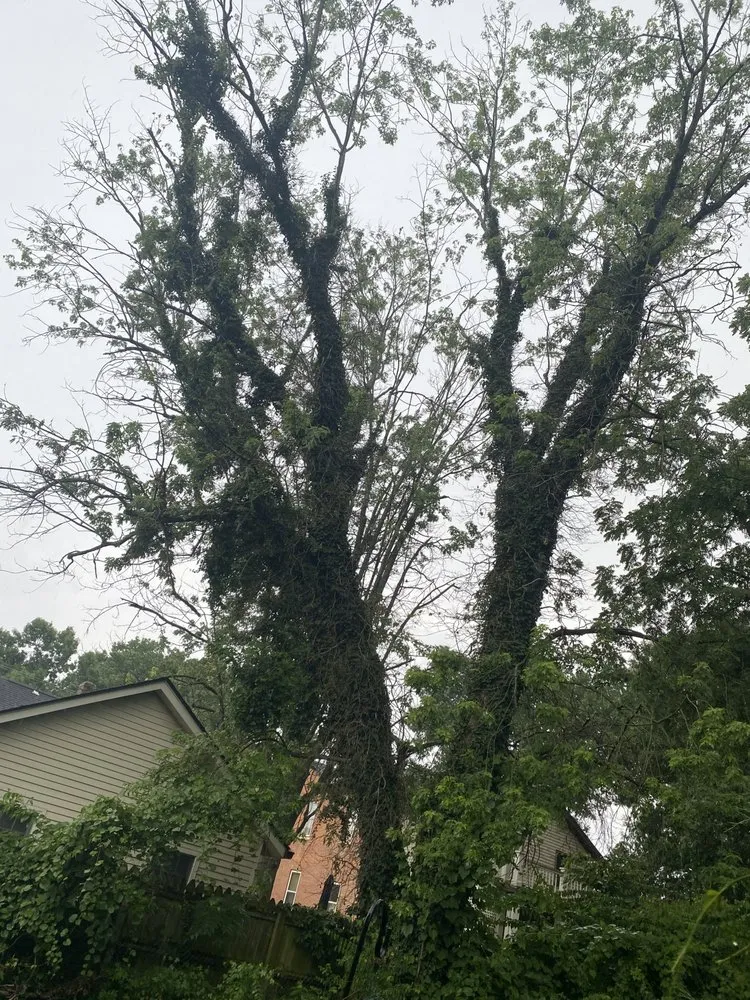 Expert landscaping services in Harrison, OH - Kidwell & Son's Tree Service