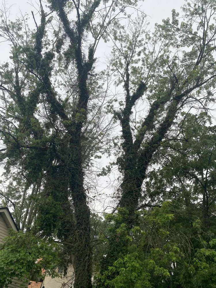 Top-rated garden landscaping in Harrison, OH by Kidwell & Son's Tree Service