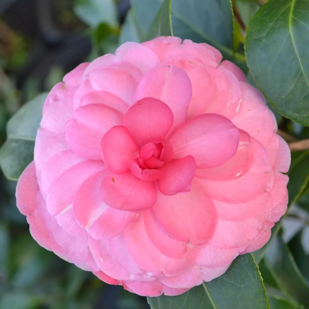 Top-rated yard maintenance with custom design in Durham, NC by Kiefer Landscaping & Nursery