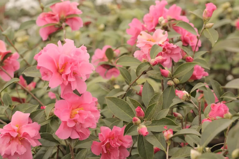 Top-rated outdoor landscaping for residential properties in Durham, NC by Kiefer Landscaping & Nursery