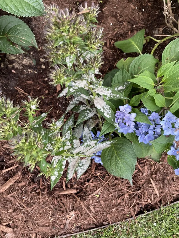 Custom yard cleanup service in Durham, NC by Kiefer Landscaping & Nursery