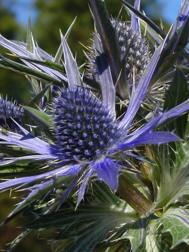 Custom garden landscaping in Durham, NC - Kiefer Landscaping & Nursery