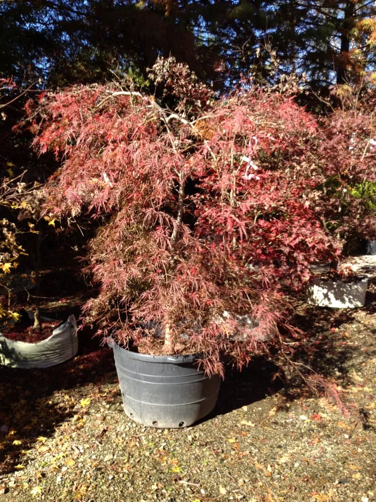 Reliable residential landscaping in Durham, NC by Kiefer Landscaping & Nursery