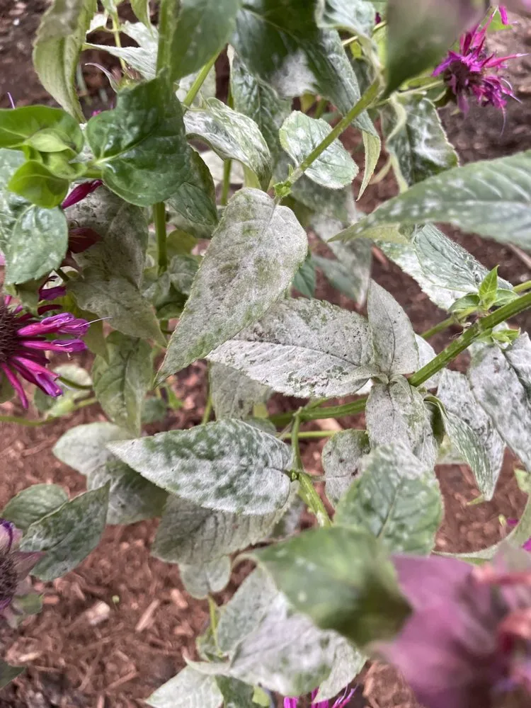 Affordable yard maintenance experts serving Durham, NC - Kiefer Landscaping & Nursery