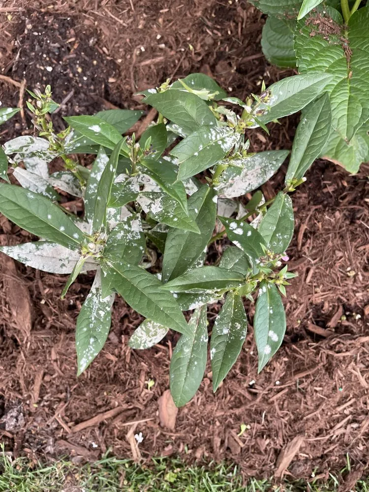 Trusted landscape design in Durham, NC - Kiefer Landscaping & Nursery