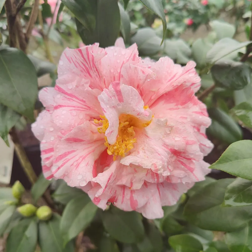 Top-rated garden landscaping in Durham, NC - Kiefer Landscaping & Nursery