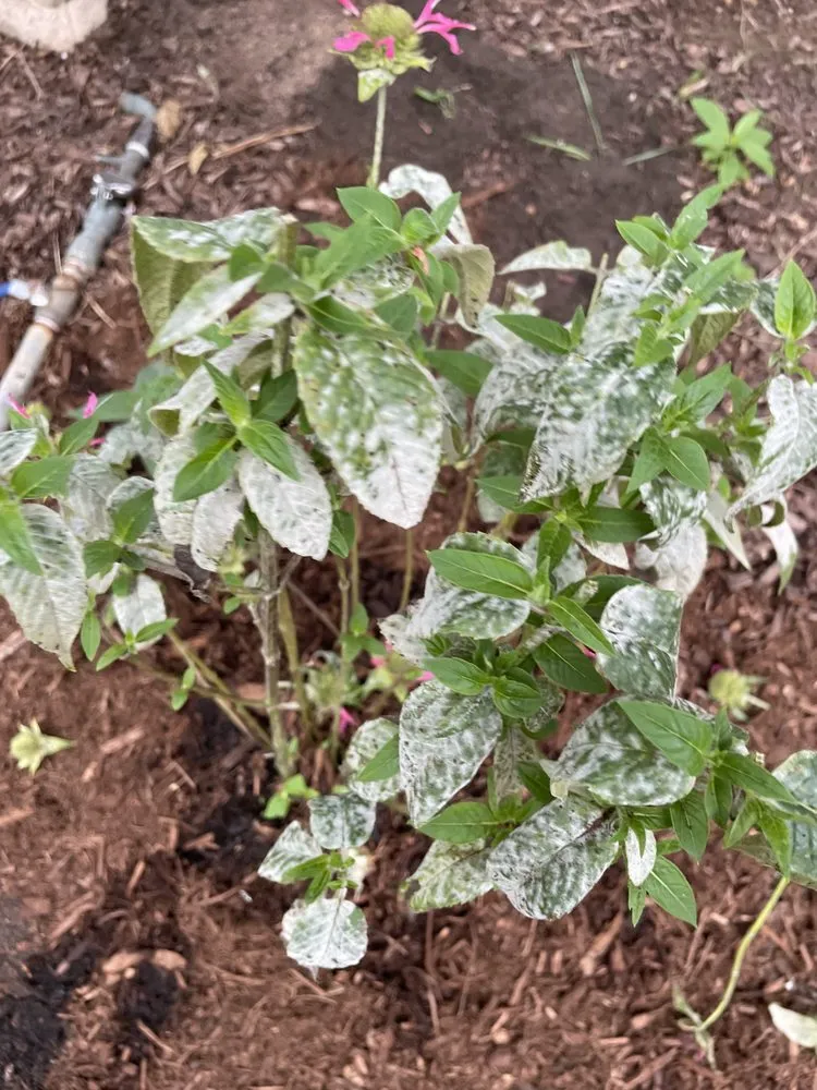 Trusted outdoor landscaping in Durham, NC by Kiefer Landscaping & Nursery