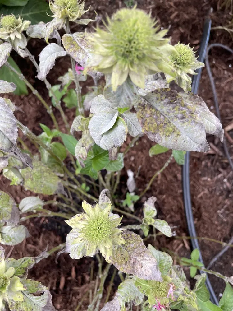 Trusted residential landscaping in Durham, NC by Kiefer Landscaping & Nursery