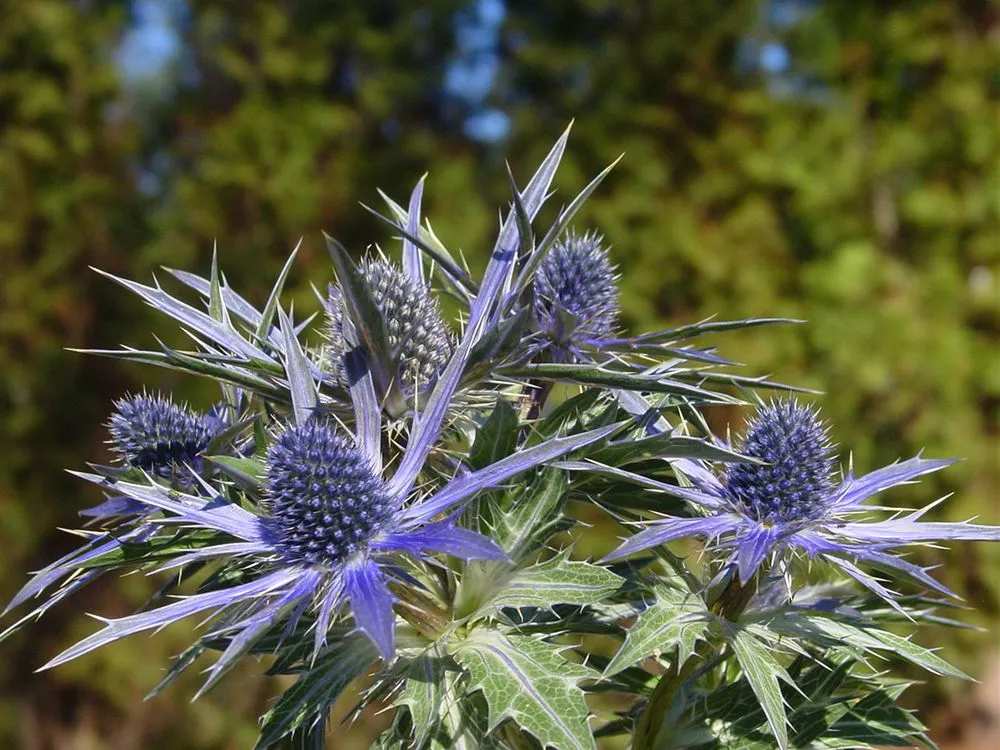 Custom landscape installation in Durham, NC by Kiefer Landscaping & Nursery