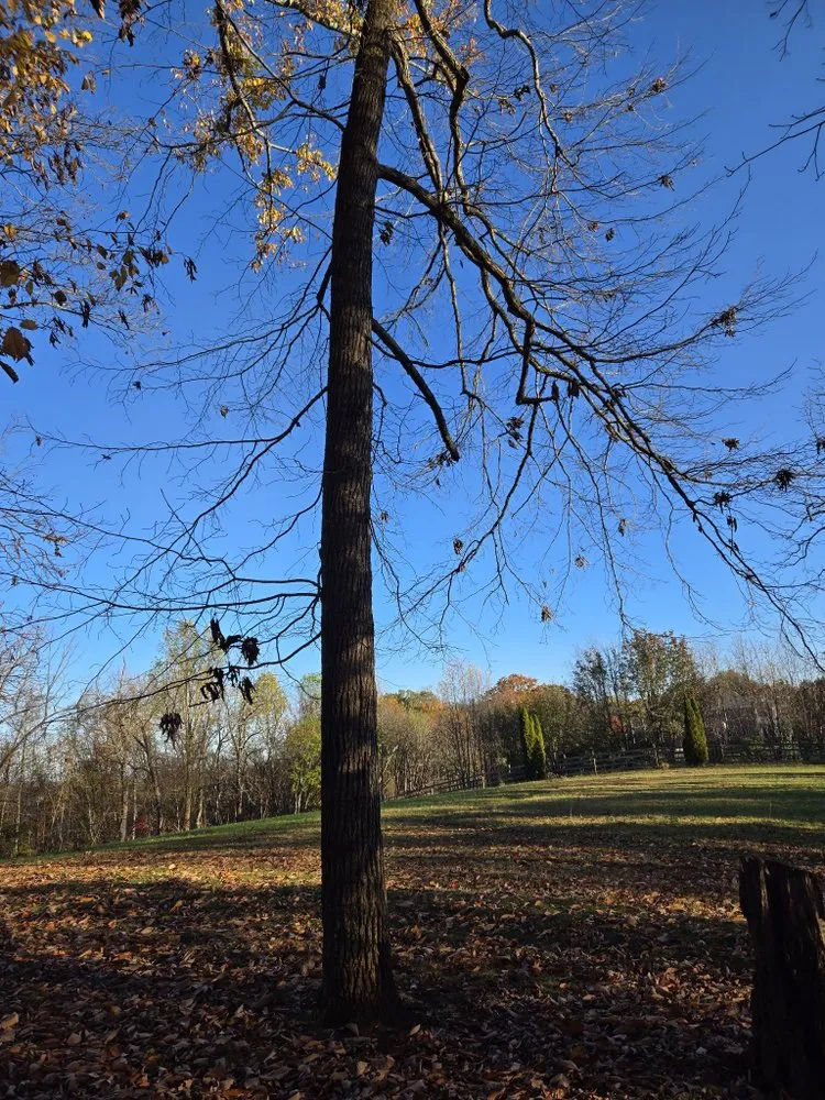 Trusted residential landscaping for homes across Maryville, TN - Kiefer Property Solutions